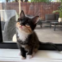 Photo of Trixie And Catya