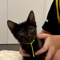 Photo of Luci