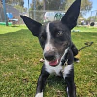 Photo of Nando (Spyro)