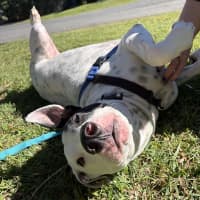 Photo of Louie