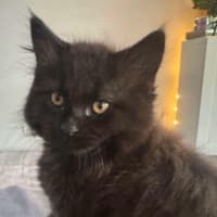 Photo of Mookiee And Myagi