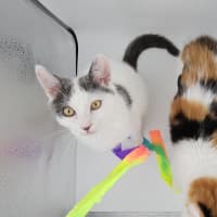 Photo of Mango & Sully