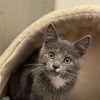 Photo of Mittens