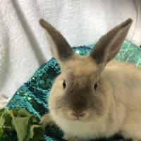 Photo of Juliette (Bonded To Celine)