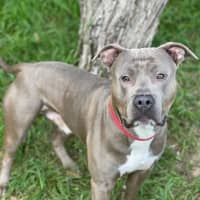 Photo of Thor