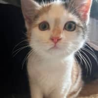 Photo of Callie