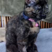 Photo of Daisy