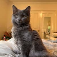 Photo of Cynder