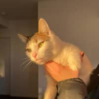 Photo of Ocho