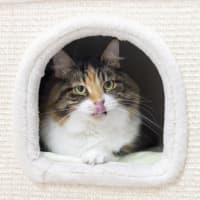 Photo of Miss Muffin (Missy)