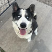 Photo of Rox