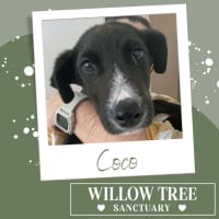 Photo of Coco