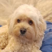 Photo of Calvin Klein