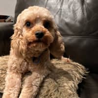 Photo of Marley   22 Month Old Cavoodle