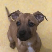 Photo of Nala