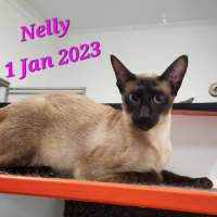 Photo of Nelly