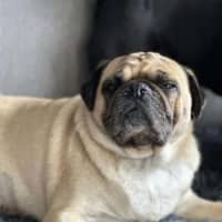 Photo of Lucy Pug