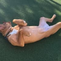 Photo of Roxy   5 Month Old Dogue De Bordeaux X