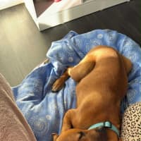 Photo of Lexie   4 Month Old Bull Arab X