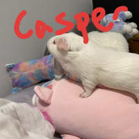 Photo of Casper