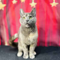 Photo of Lottie (Located In Preston) 