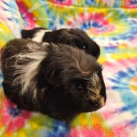 Photo of Coco & Marshmellow 