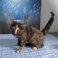 Photo of Camelia