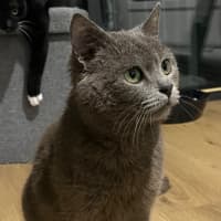 Photo of Scrappy