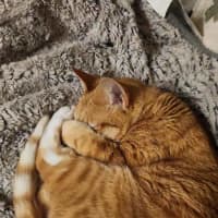 Photo of Goldie
