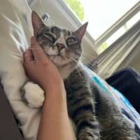 Photo of Loki