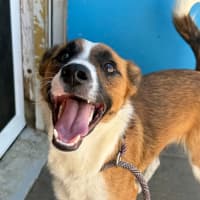 Photo of Pippi / Pepsi