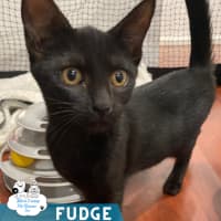 Photo of Fudge 
