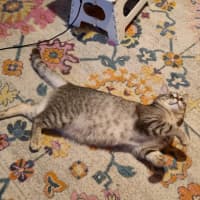 Photo of Loki