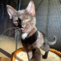 Photo of Maple
