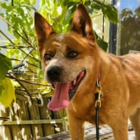 Photo of Rusty
