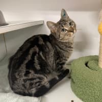 Photo of Pudding