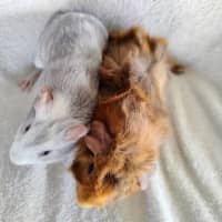Photo of Mouse & Joey