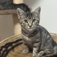 Photo of Acorn And Oak