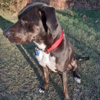 Photo of Sasha *$250 Adoption Fee*