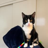 Photo of Jalapeno