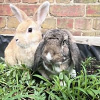 Photo of 🐰Artemis & Willow🐰   Located In Brunswick 