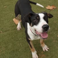 Photo of Pongo