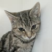 Photo of 🥪 Jaffle 6989 🥪