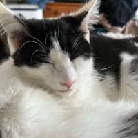 Photo of Fedora *9 Lives Project Rescue* 