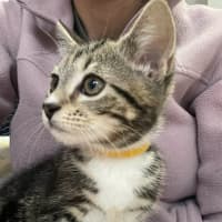 Photo of Sailor   In Foster Care In Bentleigh East