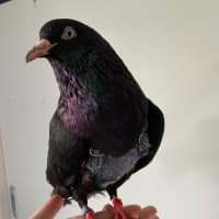 Photo of Magic Oilspill