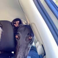 Photo of Misty, The Greyhound