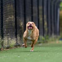 Photo of Nova Imp 2283