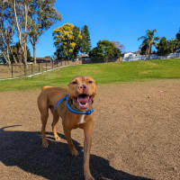 Photo of Koba   1.5 Year Old American Staffy X Kelpie