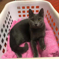 Photo of Mr. Grey